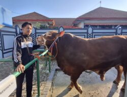 Arjuna doser,sapi dari Presiden Prabowo untuk warga Tuban.