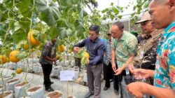 Wujudkan Ketahanan Pangan, PLN UIP JBTB Salurkan Bantuan Program TJSL untuk Petani Milenial Melon di Winong Boyolali