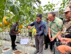 Wujudkan Ketahanan Pangan, PLN UIP JBTB Salurkan Bantuan Program TJSL untuk Petani Milenial Melon di Winong Boyolali