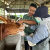DKP2P Tuban Pastikan Hewan Kurban Sehat dan Aman, Pengawasan Dilakukan hingga Hari H Iduladha 1447 H