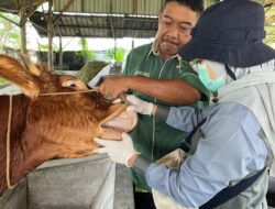 DKP2P Tuban Pastikan Hewan Kurban Sehat dan Aman, Pengawasan Dilakukan hingga Hari H Iduladha 1447 H