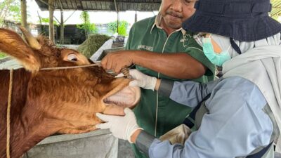 DKP2P Tuban Pastikan Hewan Kurban Sehat dan Aman, Pengawasan Dilakukan hingga Hari H Iduladha 1447 H