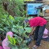 Komitmen dan Prestasi PLN UIP JBTB Sulap Kampung Simacan Jadi Sentra Konservasi Aren Genjah Digital
