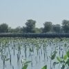 Prestasi PLN UIP JBTB dalam Peringatan Hari Bumi, PLN UIP JBTB Hijaukan Pesisir Gresik Lewat Penanaman 20.000 Bibit Mangrove
