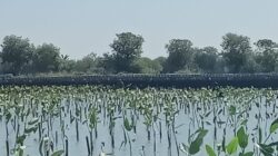 IMG 20260630 WA0022