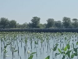 Prestasi PLN UIP JBTB dalam Peringatan Hari Bumi, PLN UIP JBTB Hijaukan Pesisir Gresik Lewat Penanaman 20.000 Bibit Mangrove